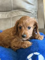 Patrick, a male Cavapoo for sale in Springfield, MO – Photo 10 of 10