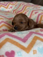 Patrivk, a male Cavapoo for sale in Springfield, MO – Photo 2 of 7