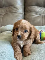Ryker, a male Cavapoo for sale in Springfield, MO – Photo 8 of 10