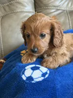 Patrick, a male Cavapoo for sale in Springfield, MO – Photo 9 of 10