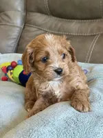 Ryker, a male Cavapoo for sale in Springfield, MO – Photo 2 of 10