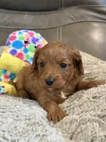 Patrick, a male Cavapoo for sale in Springfield, MO – Photo 5 of 8