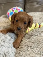 Patrick, a male Cavapoo for sale in Springfield, MO – Photo 6 of 8