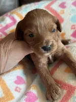 Patrivk, a male Cavapoo for sale in Springfield, MO – Photo 3 of 7