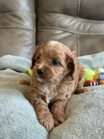 Ryker, a male Cavapoo for sale in Springfield, MO – Photo 9 of 10