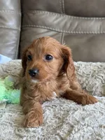 Patrick, a male Cavapoo for sale in Springfield, MO – Photo 6 of 10