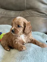 Ryker, a male Cavapoo for sale in Springfield, MO – Photo 4 of 10