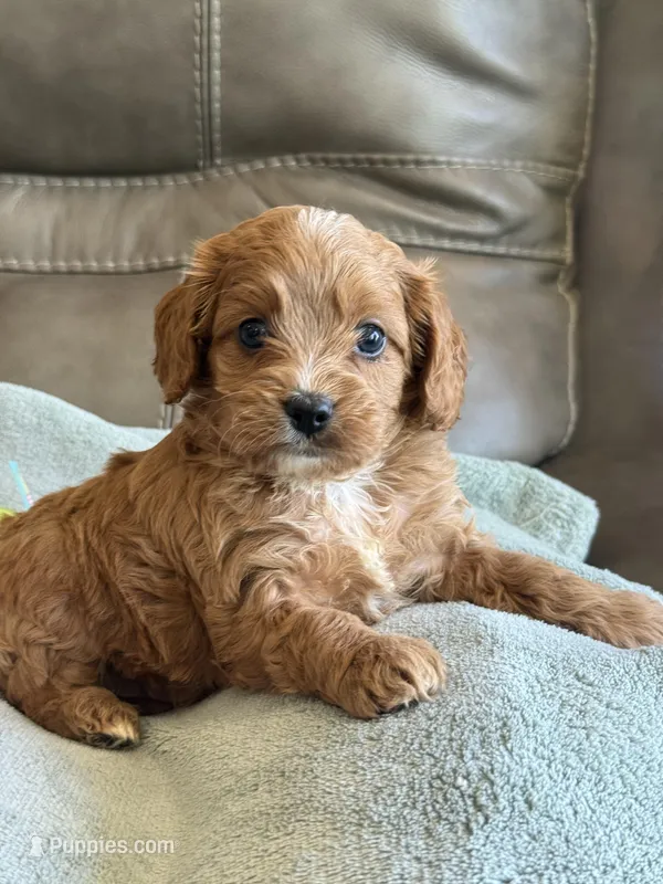 Chase – Cavapoo puppy for sale in Springfield, MO
