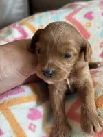 Patrivk, a male Cavapoo for sale in Springfield, MO – Photo 4 of 7