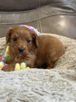 Patrick, a male Cavapoo for sale in Springfield, MO – Photo 8 of 8