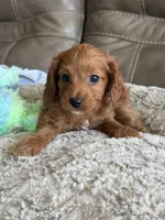 Patrick, a male Cavapoo for sale in Springfield, MO – Photo 4 of 10