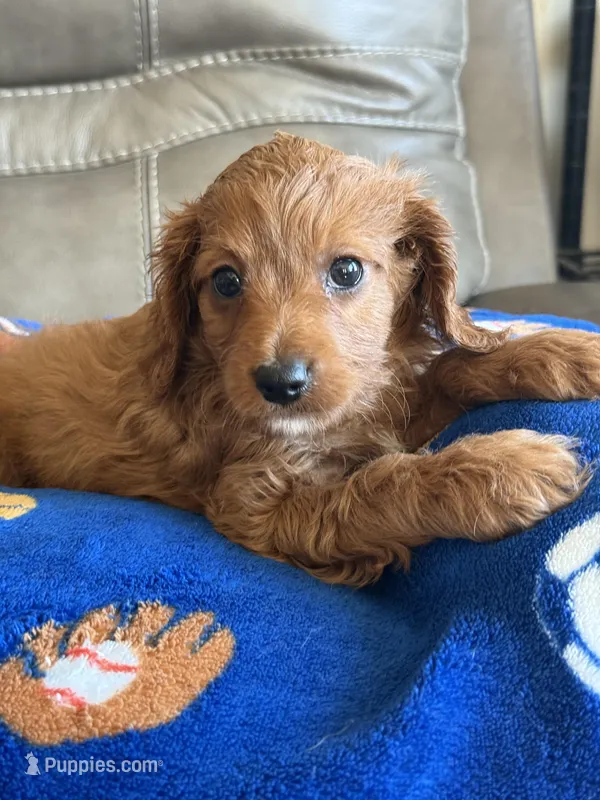 Patrick – Cavapoo puppy for sale in Springfield, MO