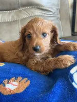 Patrick, a male Cavapoo for sale in Springfield, MO – Photo 1 of 10