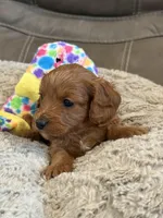 Patrick, a male Cavapoo for sale in Springfield, MO – Photo 4 of 8