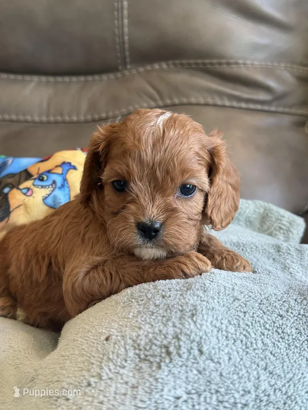 Celine – Cavapoo puppy for sale in Springfield, MO