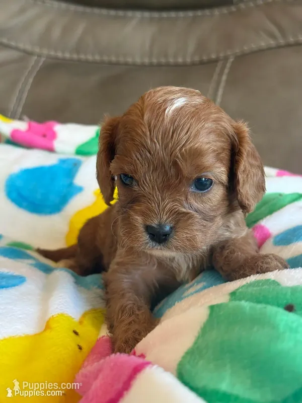 Celine – Cavapoo puppy for sale in Springfield, MO