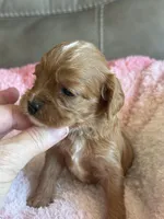 Celine, a female Cavapoo for sale in Springfield, MO – Photo 5 of 6