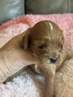 Celine, a female Cavapoo for sale in Springfield, MO – Photo 6 of 6