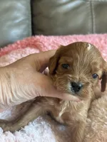 Celine, a female Cavapoo for sale in Springfield, MO – Photo 2 of 6
