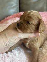 Celine, a female Cavapoo for sale in Springfield, MO – Photo 3 of 6