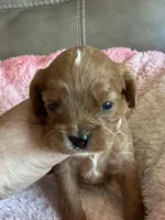 Celine, a female Cavapoo for sale in Springfield, MO – Photo 4 of 6