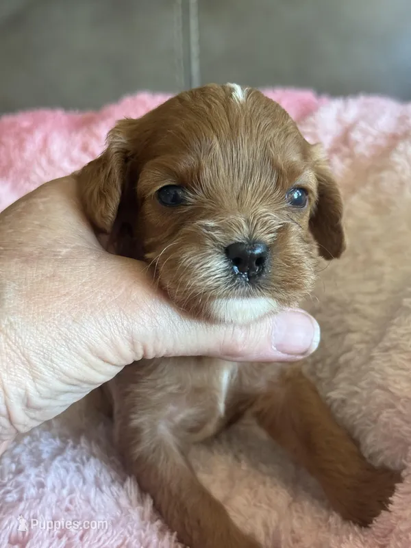 Celine – Cavapoo puppy for sale in Springfield, MO