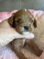 Celine, a female Cavapoo for sale in Springfield, MO – Photo 1 of 6