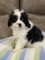 Jasper, a male Cavapoo for sale in Springfield, MO – 5 of 10