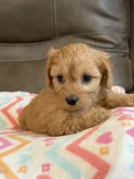 Gretta, a female Cavapoo for sale in Springfield, MO – 5 of 10