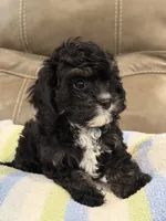 Jett, a male Cavapoo for sale in Springfield, MO – 4 of 10