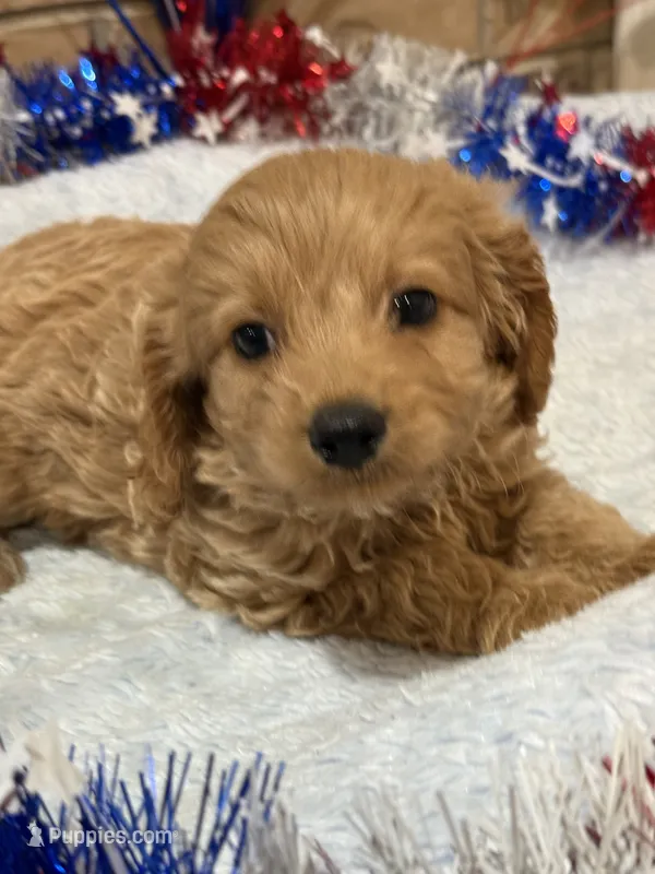 Gizmo – Cavapoo puppy for sale in Springfield, MO
