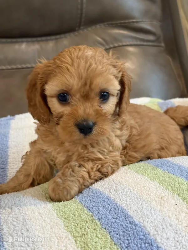Graham – Cavapoo puppy for sale in Springfield, MO