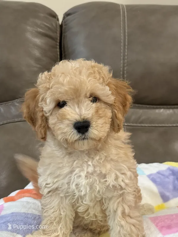 Issac – Cavapoo puppy for sale in Springfield, MO