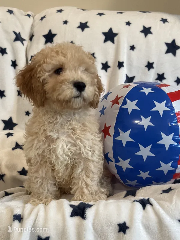 Issac – Cavapoo puppy for sale in Springfield, MO