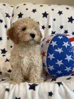 Issac, a male Cavapoo for sale in Springfield, MO – 1 of 10