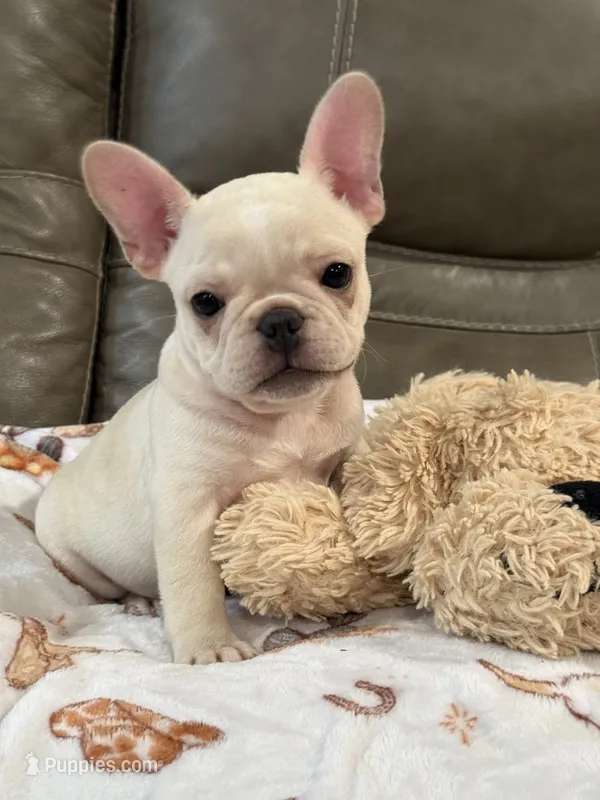 Alex – French Bulldog puppy for sale in Springfield, MO