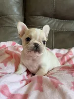 Abby, a female French Bulldog for sale in Springfield, MO – 3 of 10
