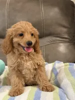 Gizmo, a male Cavapoo for sale in Springfield, MO – 3 of 10