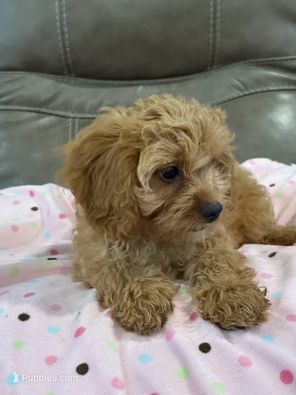 Gabby – Cavapoo puppy for sale in Springfield, MO