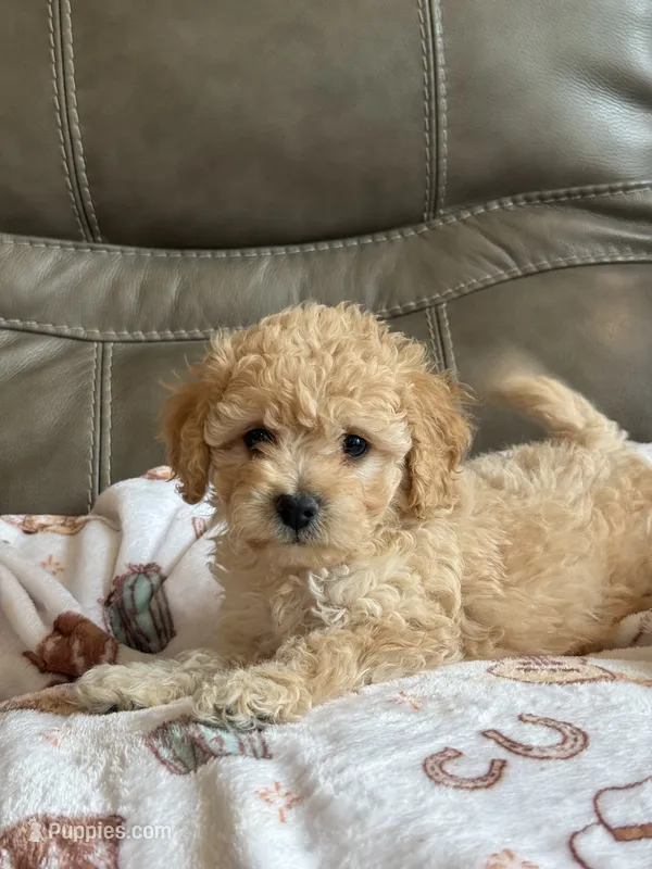 Isabelle – Cavapoo puppy for sale in Springfield, MO