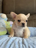 Arlo, a male French Bulldog for sale in Springfield, MO – 10 of 10