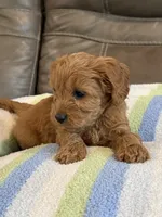 Griffin, a male Cavapoo for sale in Springfield, MO – 10 of 10