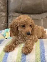 Gizmo, a male Cavapoo for sale in Springfield, MO – 5 of 10
