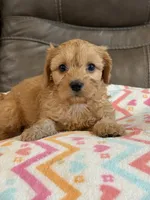 Gretta, a female Cavapoo for sale in Springfield, MO – 10 of 10