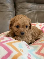Gabby, a female Cavapoo for sale in Springfield, MO – 6 of 10