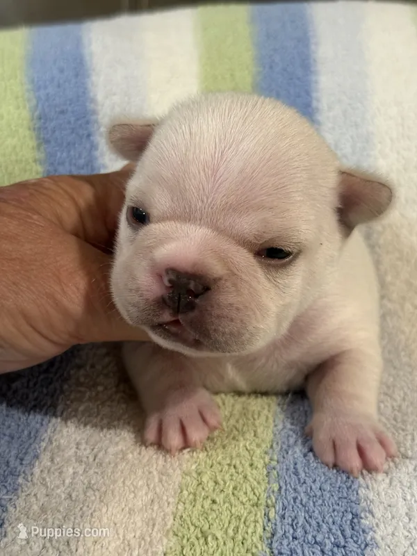 Alvin – French Bulldog puppy for sale in Springfield, MO