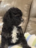Jett, a male Cavapoo for sale in Springfield, MO – 8 of 10