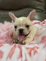 Abby, a female French Bulldog for sale in Springfield, MO – 9 of 9