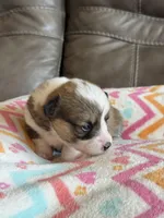 Dolly, a female Pembroke Welsh Corgi for sale in Springfield, MO – Photo 3 of 10