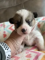 Dolly, a female Pembroke Welsh Corgi for sale in Springfield, MO – Photo 6 of 10